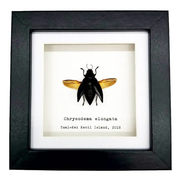 Metallic Wood-Boring Beetle Frame (Chrysodema elongata) - TaxidermyArtistry