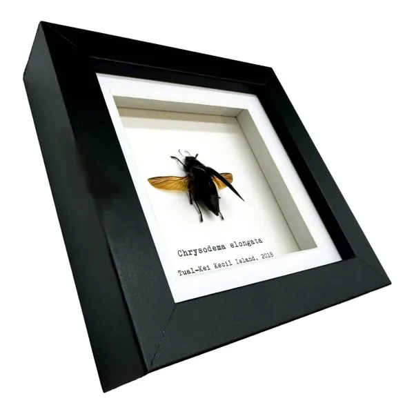 Metallic Wood-Boring Beetle Frame (Chrysodema elongata) - TaxidermyArtistry