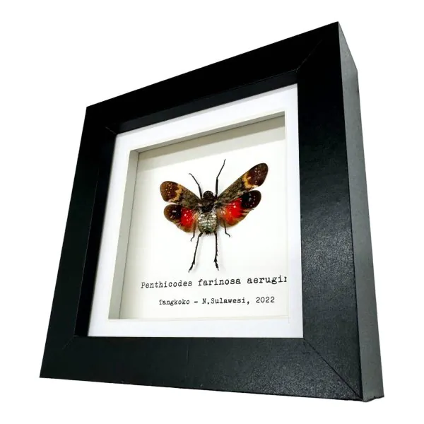Red Spotted Lantern Fly Frame (Penthicodes farinosa aeruginea) - TaxidermyArtistry