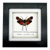 Red Spotted Lantern Fly Frame (Penthicodes farinosa aeruginea) - TaxidermyArtistry