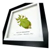 Rusty Green Leaf Insect Frame (Phyllium mamasaense) - TaxidermyArtistry