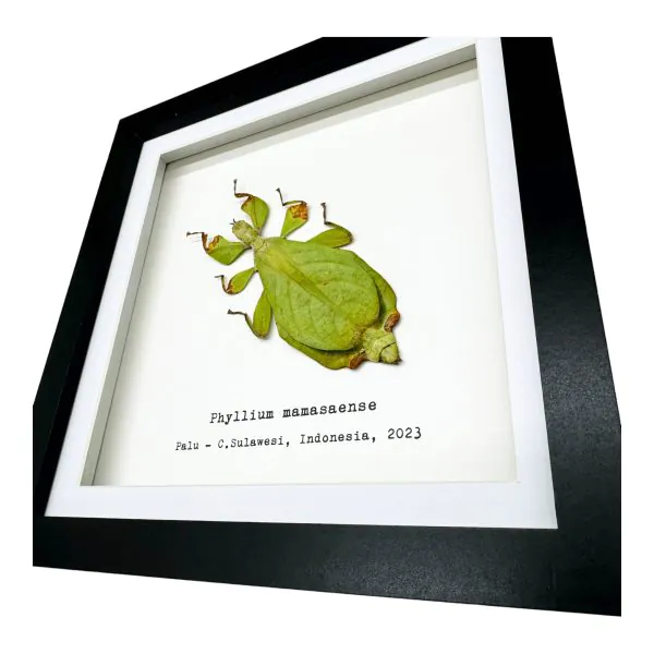 Rusty Green Leaf Insect Frame (Phyllium mamasaense) - TaxidermyArtistry