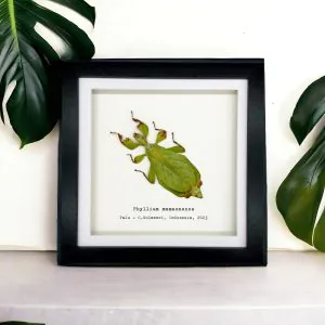 Rusty Green Leaf Insect Frame (Phyllium mamasaense) - TaxidermyArtistry