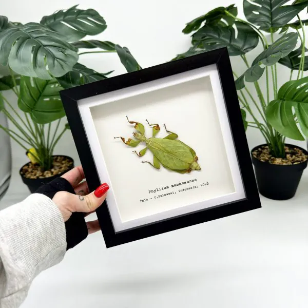 Rusty Green Leaf Insect Frame (Phyllium mamasaense) - TaxidermyArtistry