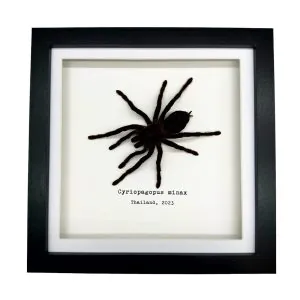 Thailand Big Black Tarantula Spider Frame (Cyriopagus minax) - TaxidermyArtistry