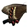 The Alpine Black Swallowtail Butterfly (Papilio maackii) - TaxidermyArtistry