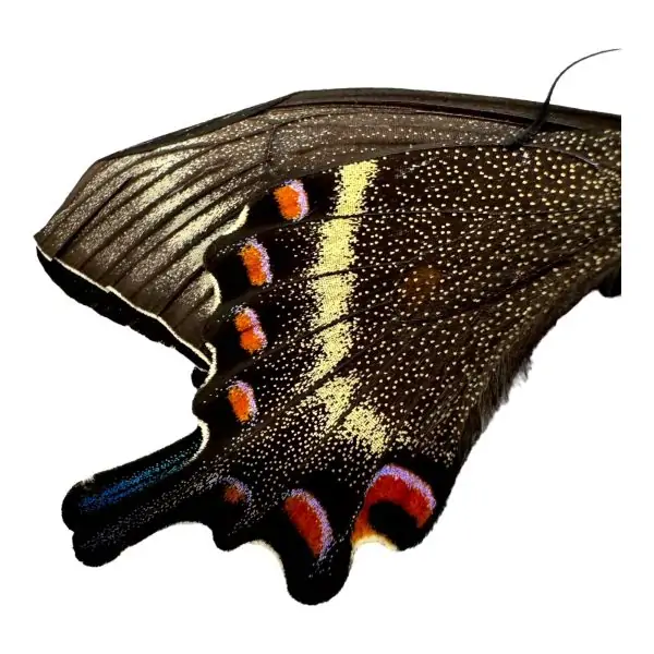 The Alpine Black Swallowtail Butterfly (Papilio maackii) - TaxidermyArtistry