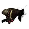 The Alpine Black Swallowtail Butterfly (Papilio maackii) - TaxidermyArtistry