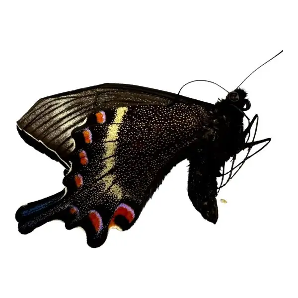 The Alpine Black Swallowtail Butterfly (Papilio maackii) - TaxidermyArtistry