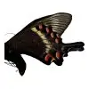The Alpine Black Swallowtail Butterfly (Papilio maackii) - TaxidermyArtistry