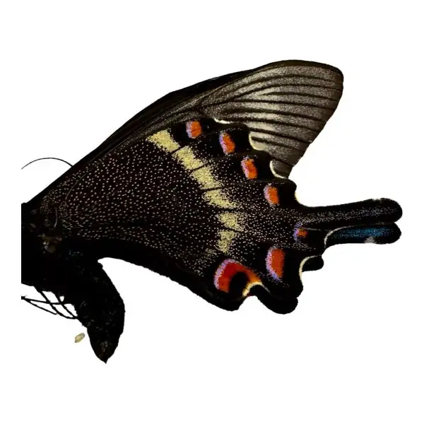 The Alpine Black Swallowtail Butterfly (Papilio maackii) - TaxidermyArtistry