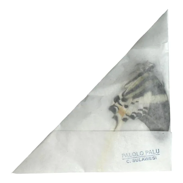 The Giant Swordtail Butterfly (Graphium androcles) - TaxidermyArtistry