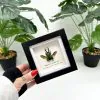 The Saw Tooth Green Stag Beetle Frame (Lamprima adolphinae) - TaxidermyArtistry