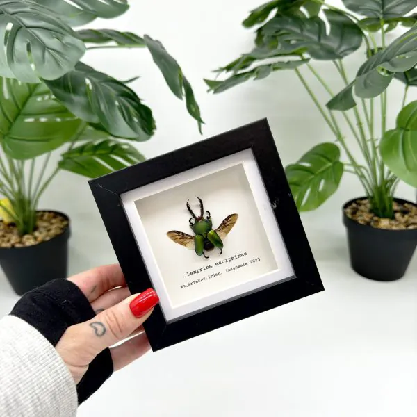 The Saw Tooth Green Stag Beetle Frame (Lamprima adolphinae) - TaxidermyArtistry