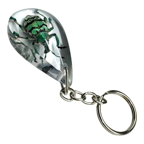 The Teal Weevil Beetle Resin Keyring (Eupholus chevrolati) - TaxidermyArtistry