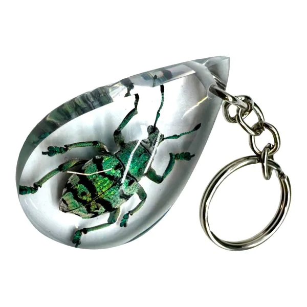 The Teal Weevil Beetle Resin Keyring (Eupholus chevrolati) - TaxidermyArtistry