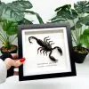 Vietnam Forest Scorpion Frame (Heterometrus laoticus) - TaxidermyArtistry