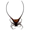 Curved Shiny Orb Weaver Spider (Macracantha arcuata) - TaxidermyArtistry