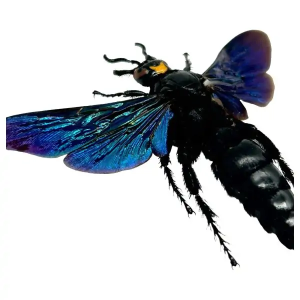 Giant Iridescent Hornet Male (Megascolia velutina duclais) - TaxidermyArtistry