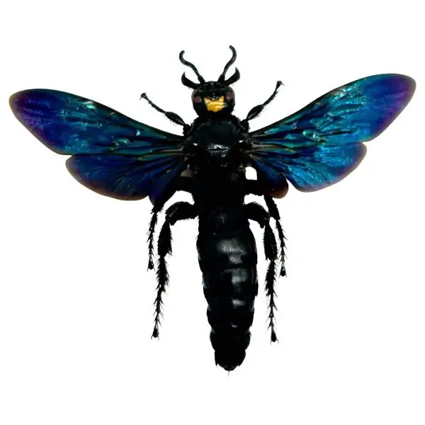 Giant Iridescent Hornet Male (Megascolia velutina duclais) - TaxidermyArtistry
