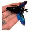 Giant Iridescent Hornet Male (Megascolia velutina duclais) - TaxidermyArtistry
