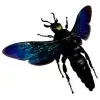 Giant Iridescent Hornet Male (Megascolia velutina duclais) - TaxidermyArtistry