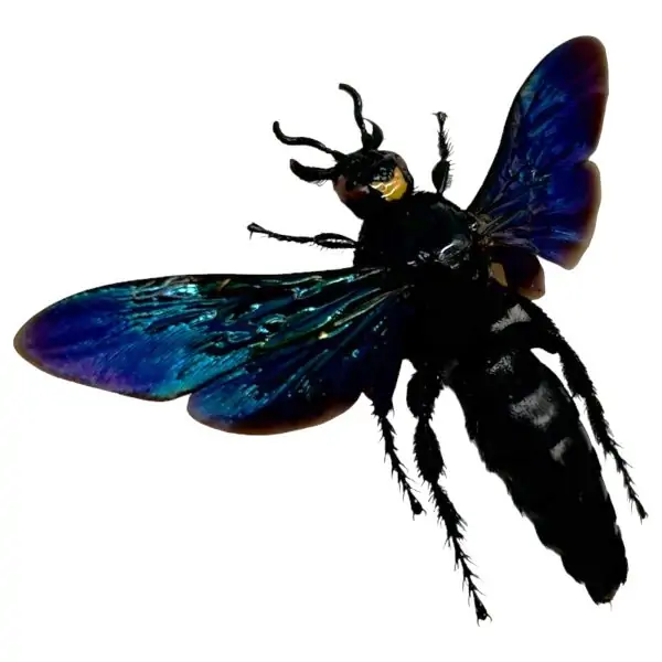 Giant Iridescent Hornet Male (Megascolia velutina duclais) - TaxidermyArtistry
