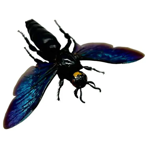 Giant Iridescent Hornet Male (Megascolia velutina duclais) - TaxidermyArtistry