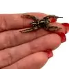 Giant Jumping Spider Female (Hyllus giganteus) - TaxidermyArtistry