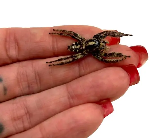 Giant Jumping Spider Female (Hyllus giganteus) - TaxidermyArtistry