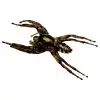 Giant Jumping Spider Female (Hyllus giganteus) - TaxidermyArtistry