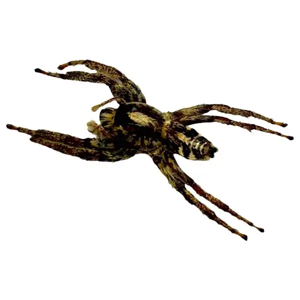 Giant Jumping Spider Female (Hyllus giganteus) - TaxidermyArtistry