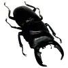 Stag Beetle (Dorcus titanus nobuyukii) - TaxidermyArtistry
