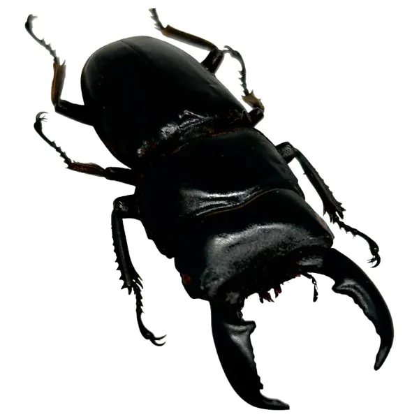 Stag Beetle (Dorcus titanus nobuyukii) - TaxidermyArtistry