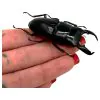 Stag Beetle (Dorcus titanus nobuyukii) - TaxidermyArtistry