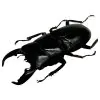 Stag Beetle (Dorcus titanus nobuyukii) - TaxidermyArtistry