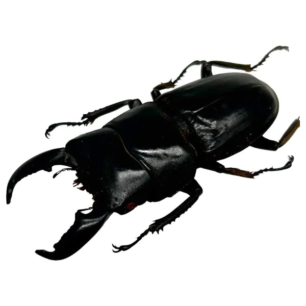 Stag Beetle (Dorcus titanus nobuyukii) - TaxidermyArtistry