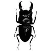Stag Beetle (Dorcus titanus nobuyukii) - TaxidermyArtistry