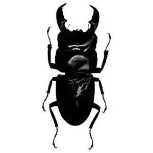 Stag Beetle (Dorcus titanus nobuyukii) - TaxidermyArtistry