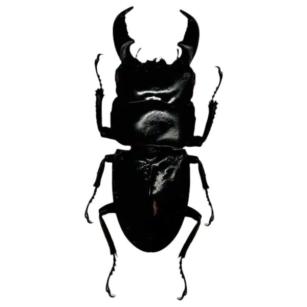 Stag Beetle (Dorcus titanus nobuyukii) - TaxidermyArtistry