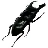 Stag Beetle (Dorcus titanus nobuyukii) - TaxidermyArtistry
