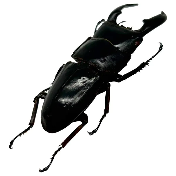 Stag Beetle (Dorcus titanus nobuyukii) - TaxidermyArtistry