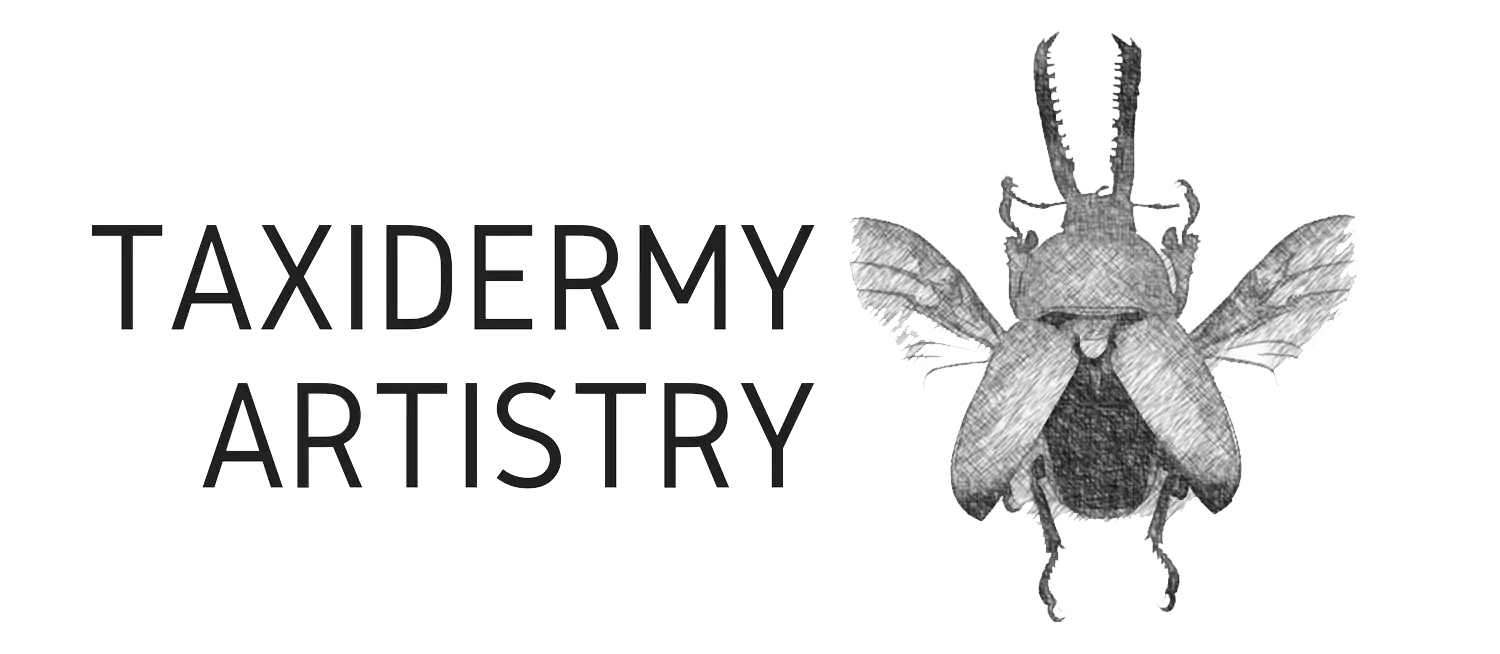 TaxidermyArtistry – Where Curirosities Lay, Oddities and more