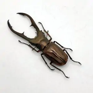 Beetles