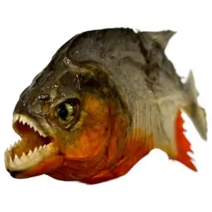 Real MINI Small Red Bellied Predator Piranha From Peruvian Amazon Pygocentrus nattereri - TaxidermyArtistry