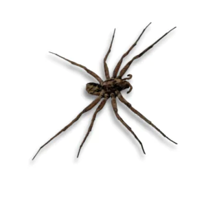 Lycosidae sp Spread Taxidermy Specimen - Framed Wolf Spider, A1 Quality, Ideal for Collectors